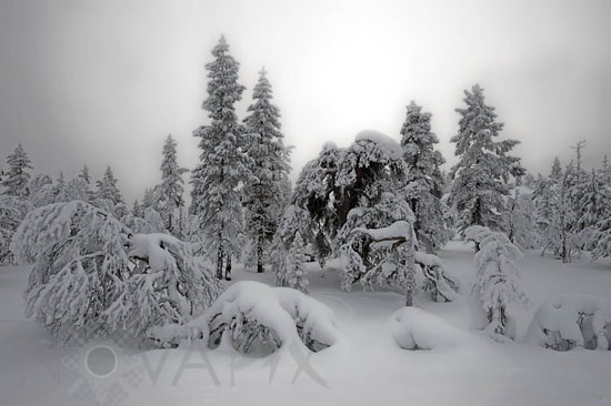 Snow-covered trees