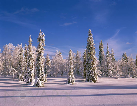 Snow-covered trees