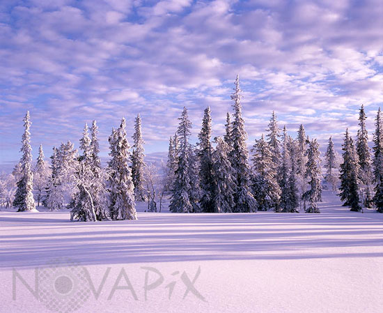 Snow-covered trees
