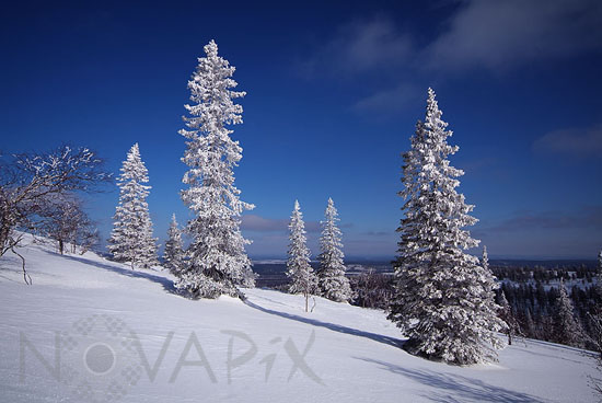 Arbres enneigés -Finlande