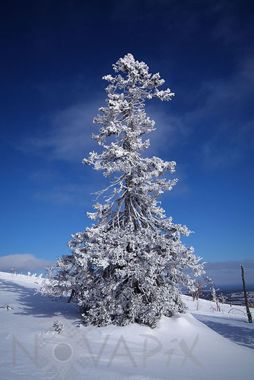Snow-covered trees