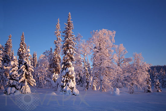 Snow-covered trees