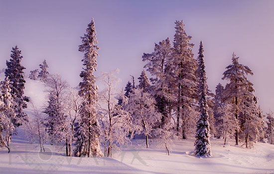 Snow-covered trees