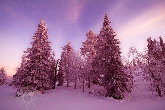 Snow-covered trees