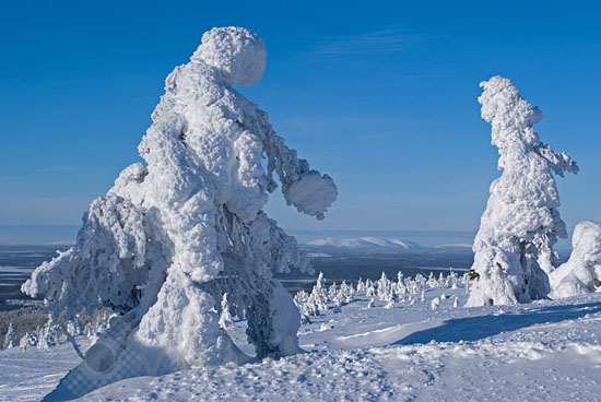 Snow-covered trees