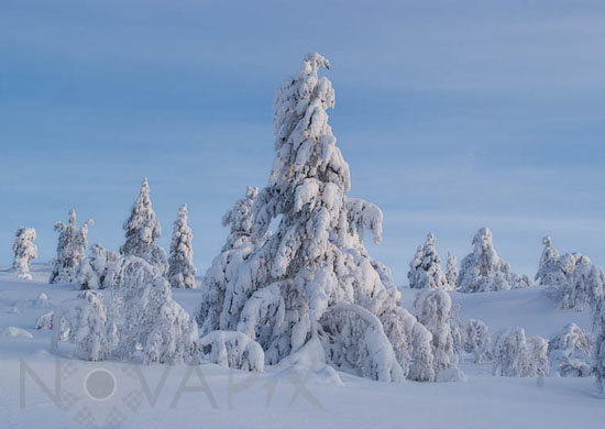 Snow-covered trees