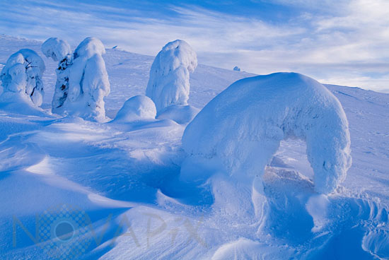 Snow-covered trees