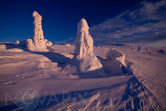 Snow-covered trees