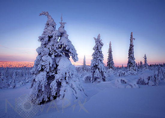 Snow-covered trees