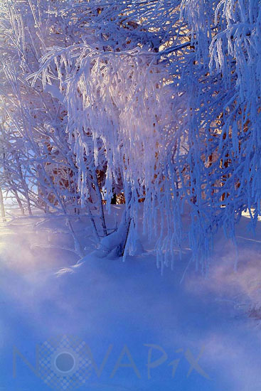 Snow-covered trees and frost