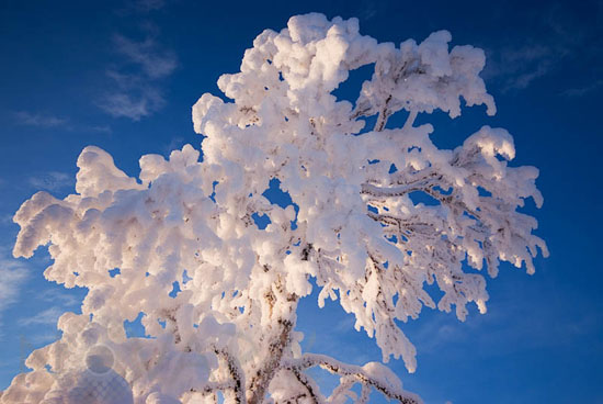 Snow-covered tree and frost