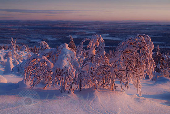 Snow-covered trees and frost