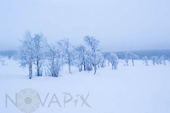 Snow-covered trees and frost