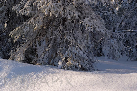 Snow-covered trees and frost