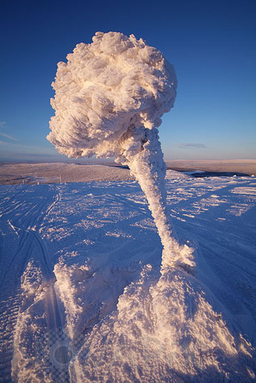 Snow-covered tree and frost