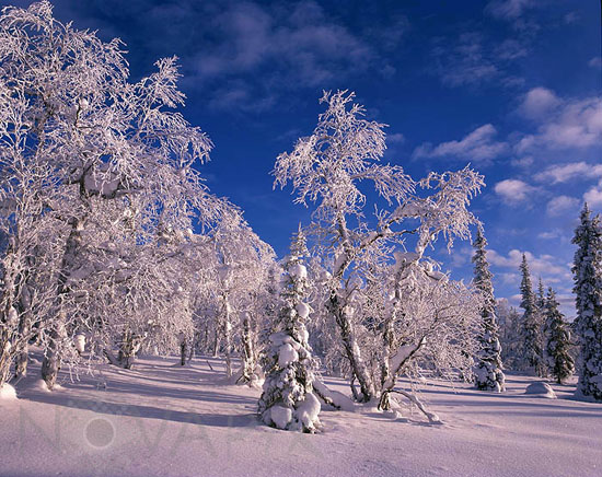 Snow-covered trees and frost