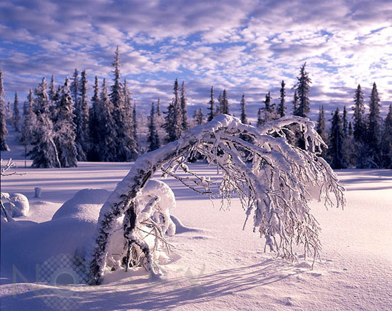 Snow-covered tree and frost