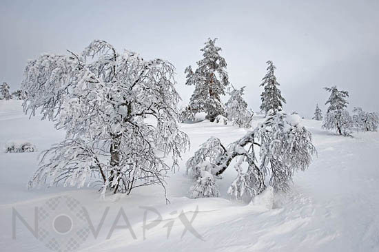 Snow-covered trees and frost