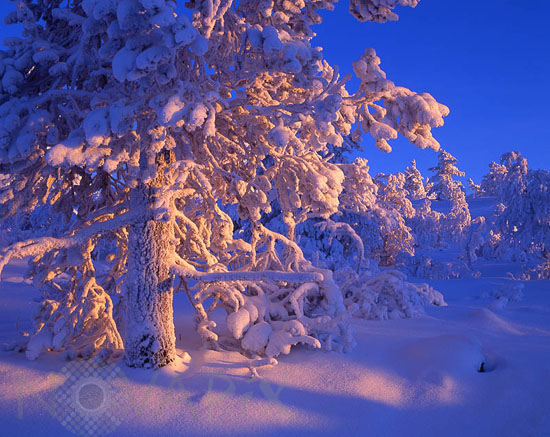 Snow-covered trees and frost