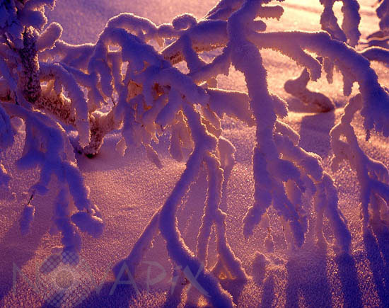 Snow-covered tree and frost