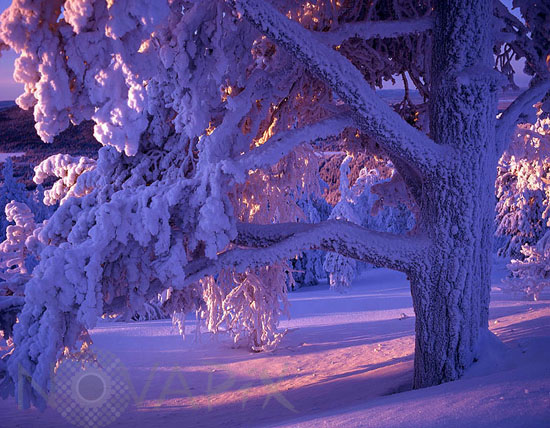 Snow-covered trees and frost