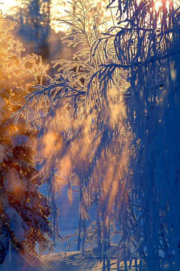 Snow-covered trees and frost