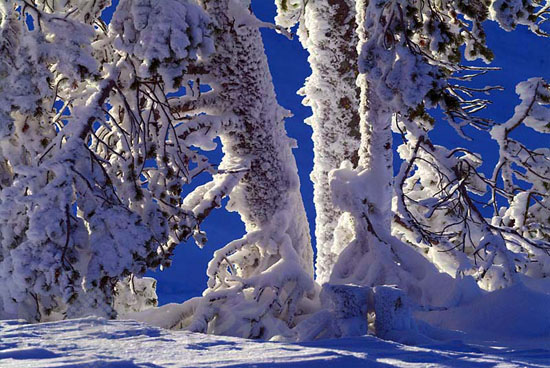Snow-covered trees and frost