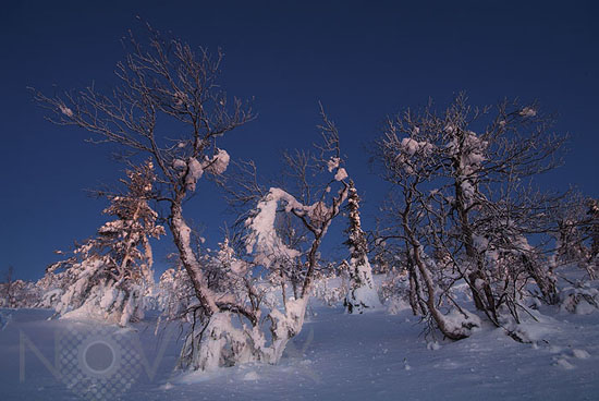 Snow-covered trees and frost
