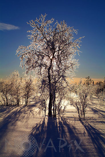 Arbres recouverts de gel