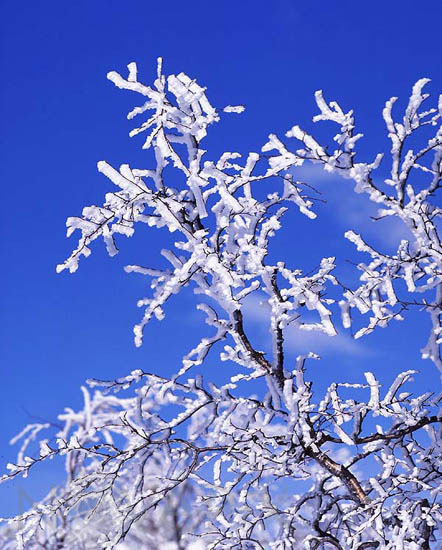 Branches d'arbre gelées