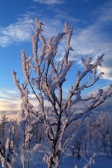 Branches d'arbre gelées