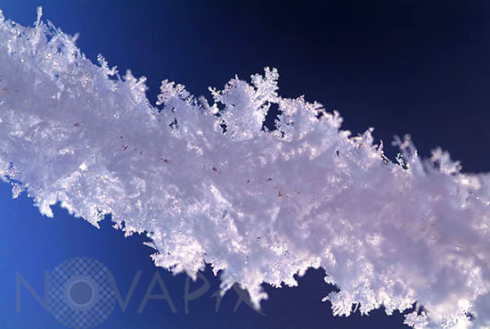 Tree branch covered by frost