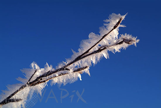 Tree branch covered by frost