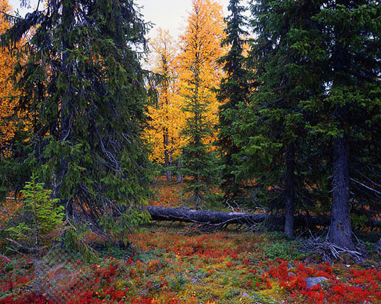 Forêt finlandaise en automne