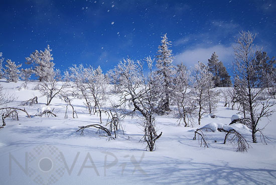 Snowfall