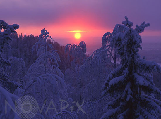 Sunrise above boreal forest