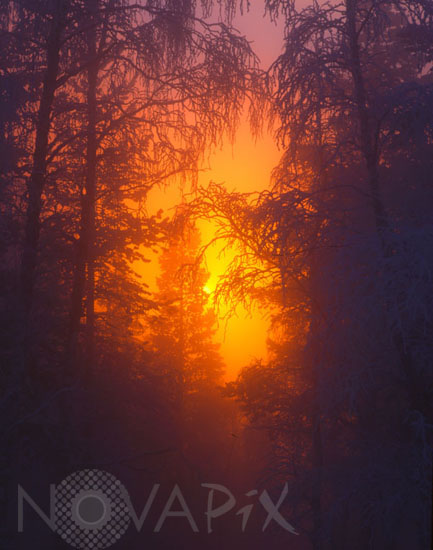 Lever de Soleil sur la forêt boréale