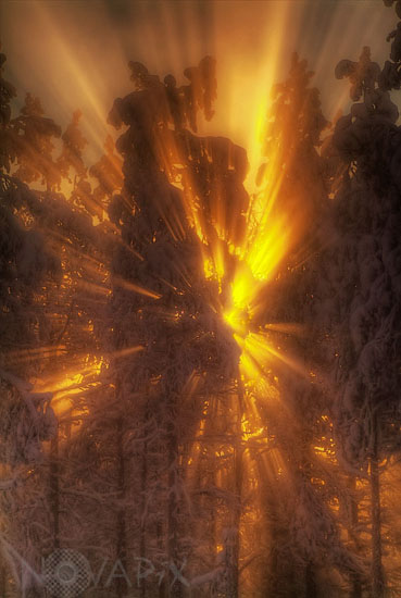 Lever de Soleil sur la forêt boréale