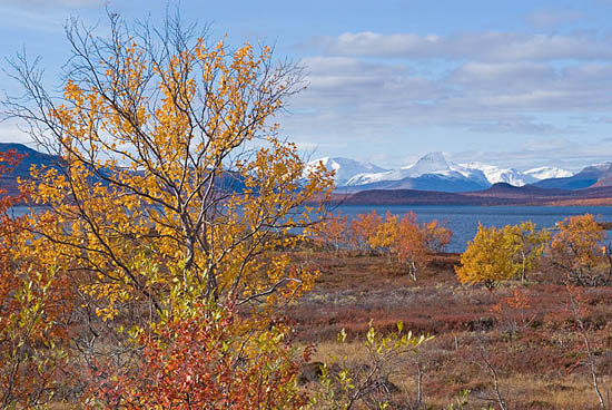 Rivages du Kilpisjarvï en automne
