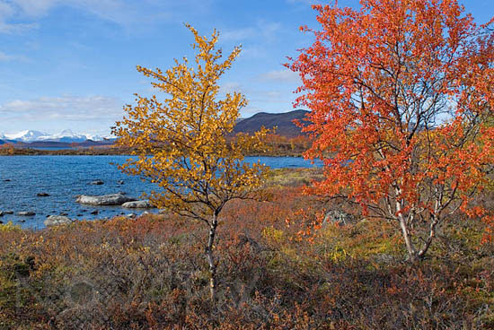 Rivages du Kilpisjarvï en automne