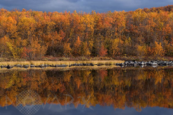 Rivages du Kilpisjarvï en automne