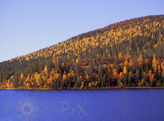 Rivages du lac Immel en automne -Laponie
