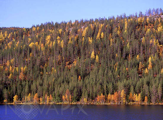 Immeljärvi shore in autumn -Lapland