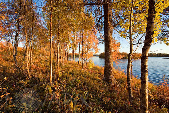 Ounasjarvi shore in autumn -Lapland