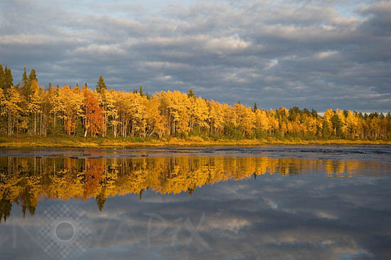 Rivages de la rivière Ounas en automne -Laponie