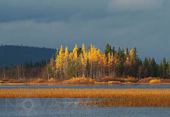 Shore of lake Pöntsö in autumn -Lapland