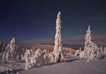 Arbres enneigés au clair de Lune -Finlande