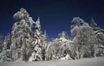 Arbres enneigés au clair de Lune -Finlande