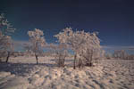 Arbres enneigés au clair de Lune -Finlande