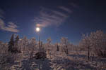 Arbres enneigés au clair de Lune -Finlande